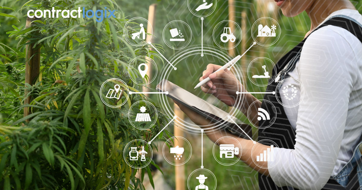 Photo representing contract risk management for cannabis companies.